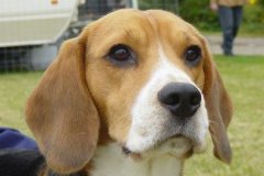 Gustav